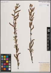 Foto von Salix eleagnos Scop.
